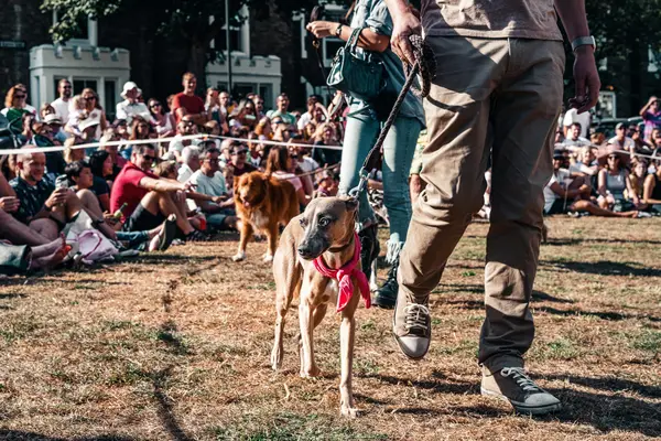 dogshowimg